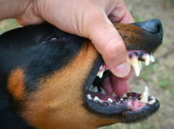 В Воронежской области в 2025 году от бешенства погибли 33 животных