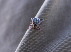 Более 1,7 тысяч жителей Воронежской области пострадали от укусов клещей