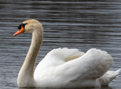 В Воронежскую область раньше срока начали возвращаться лебеди