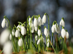 Синоптики сообщили о наступлении в Воронежской области метеорологической весны
