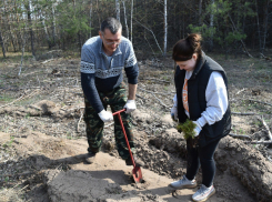 В Грибановском районе посадили 1000 сосен в рамках международной акции «Сад памяти»
