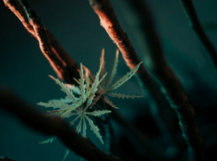 В Воронежской области ужесточат наказание за рекламу наркотиков