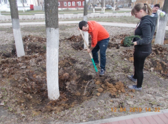 В Борисоглебском парке Театральный украли можжевельник