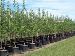 В Воронежской области в 2024 году планируют высадить более 8 млн деревьев