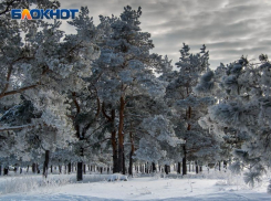 Около 9 млрд рублей планируется потратить на сохранение лесов Воронежской области
