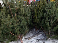 Купить новогоднюю елку в Борисоглебске можно будет уже 15 декабря