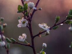 Апрель в Воронежской области будет теплее обычного