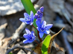 Экологи Воронежской области призывают жителей помочь в сохранении редких первоцветов