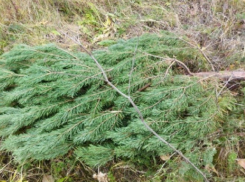 Жителям Воронежской области напомнили о наказании за незаконную вырубку сосен
