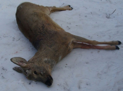В Воронежской области участились случаи браконьерства