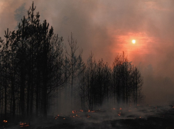 Пожар под Борисоглебском уничтожил 168,8 га леса