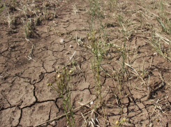 Как повлияет глобальное изменение климата на Воронежскую область, рассказали специалисты