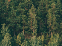 С 1 апреля в Воронежской области начнется пожароопасный сезон