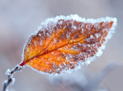 Штормовое предупреждение из-за ветра и заморозков объявили в Воронежской области