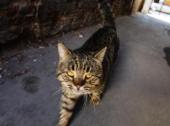 О ситуации с бешенством в Воронежской области рассказал Роспотребнадзор