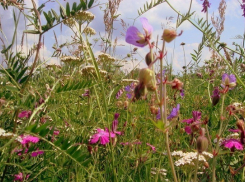 Борисоглебцев приглашают на День луговых цветов и трав 
