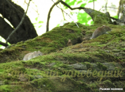20 видов микромаммалий насчитали в Хоперском заповеднике