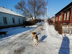 Стаи бродячих собак пугают борисоглебцев