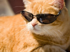 Сухое пекло накроет Воронежскую область на короткой рабочей неделе