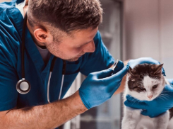 В Воронежской области распространяется фейк об отправке ветеринаров в зону СВО