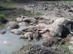 30 организаций Воронежской области нарушали правила утилизации останков сельхозживотных