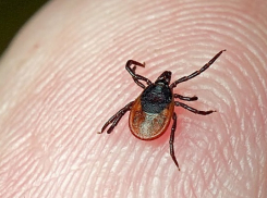 Роспотребнадзор Воронежской области готовится к сезону клещей