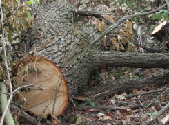 Под Борисоглебском неизвестные незаконно срубили 6 дубов