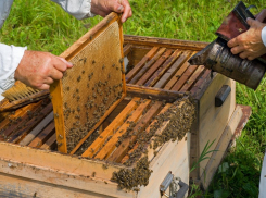 Пчеловоды Терновского района решили объединиться в ассоциацию