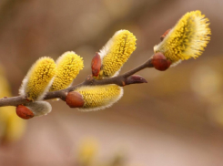 В Воронежской области распустилась верба