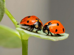 О нашествии божьих коровок сообщают жители Воронежской области