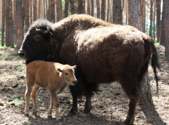 Опубликовано фото новорожденного воронежского бизона