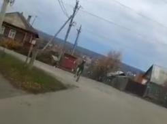 Бегущего по городу лося сняли на видео в Борисоглебске