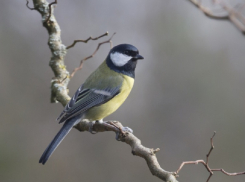 Жителей Воронежской области пригласили поучаствовать в акции «Покормите птиц!»