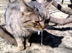 В Воронежской области стало больше бешеных животных