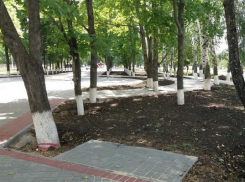Осенью в центральном сквере Борисоглебска высадят деревья 