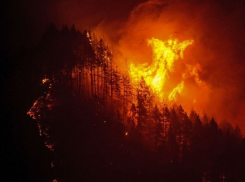 Воронежская область оказалась второй в ЦФО по числу лесных пожаров