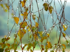 На новой неделе в Борисоглебск придут холод и дожди