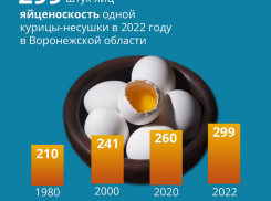 Хорошо несутся куры в Воронежской области 