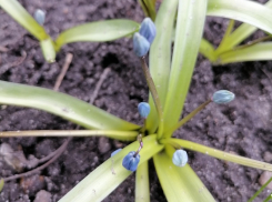 В середине недели борисоглебцев снова ждет потепление до +18 °C 