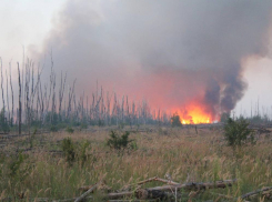 В Новохопёрском и Теллермановском лесничествах за сутки сгорело более 11 га леса 