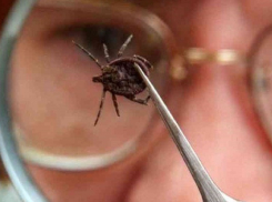 В начале мая в Воронежской области будет действовать горячая линия по профилактике клещевого энцефалита