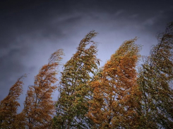 Спасатели предупредили жителей Воронежской области о сильном ветре в понедельник