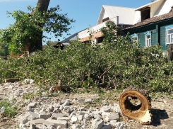 «Блокнот Борисоглебск» выяснил, сколько деревьев спилили за три года в городском округе