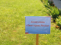 В Грибановском районе появится аллея в честь участников СВО
