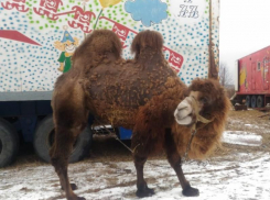 Голодающих цирковых верблюдов срочно распродают в Воронежской области