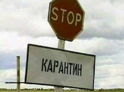 Бешенство подбирается к Борисоглебску