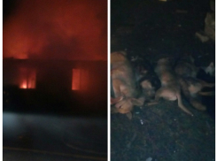 В самом начале года Собаки в Россоши во время пожара в приюте 50 собак сгорели заживо