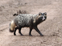 Бешеная енотовидная собака напала на женщину с собакой под Борисоглебском