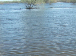 В Грибановском районе из-за паводка перекрыли мост через реку Ворона