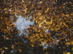 Последняя неделя октября в Воронежской области начнётся с ливней и сильного ветра